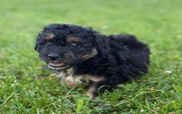 Aussiedoodle dogs for sale: Shiloh - Image 10