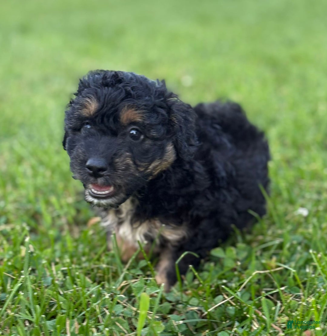 Aussiedoodle dogs for sale: Shiloh - Image 10