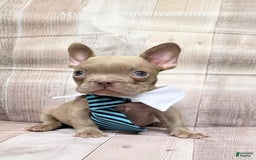 French Bulldog dogs for sale: Randy - Image 1