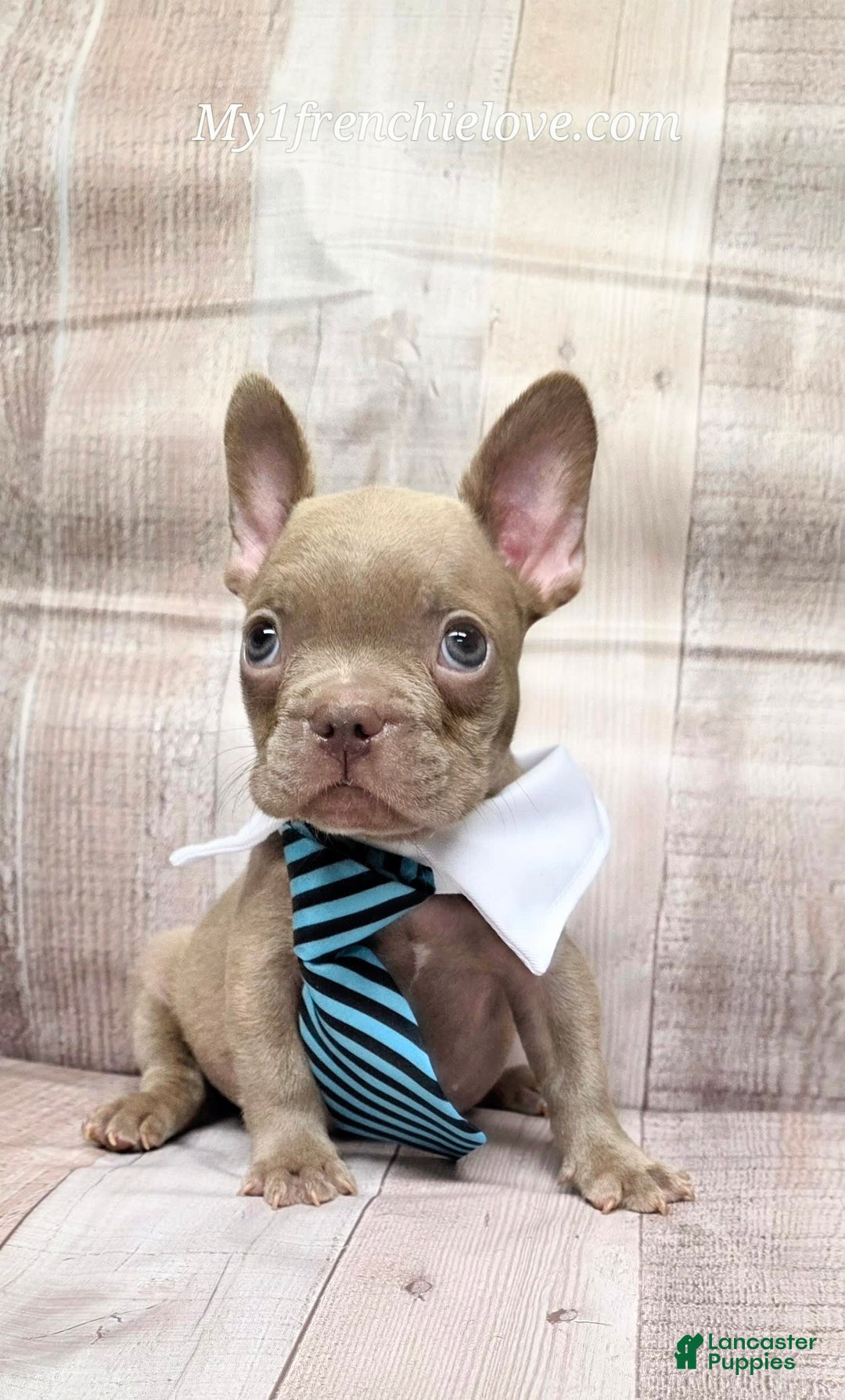 French Bulldog dogs for sale: Randy - Image 1