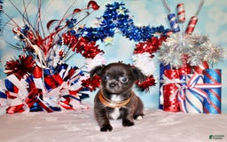 Chihuahua dogs for sale: Ohara - Image 2