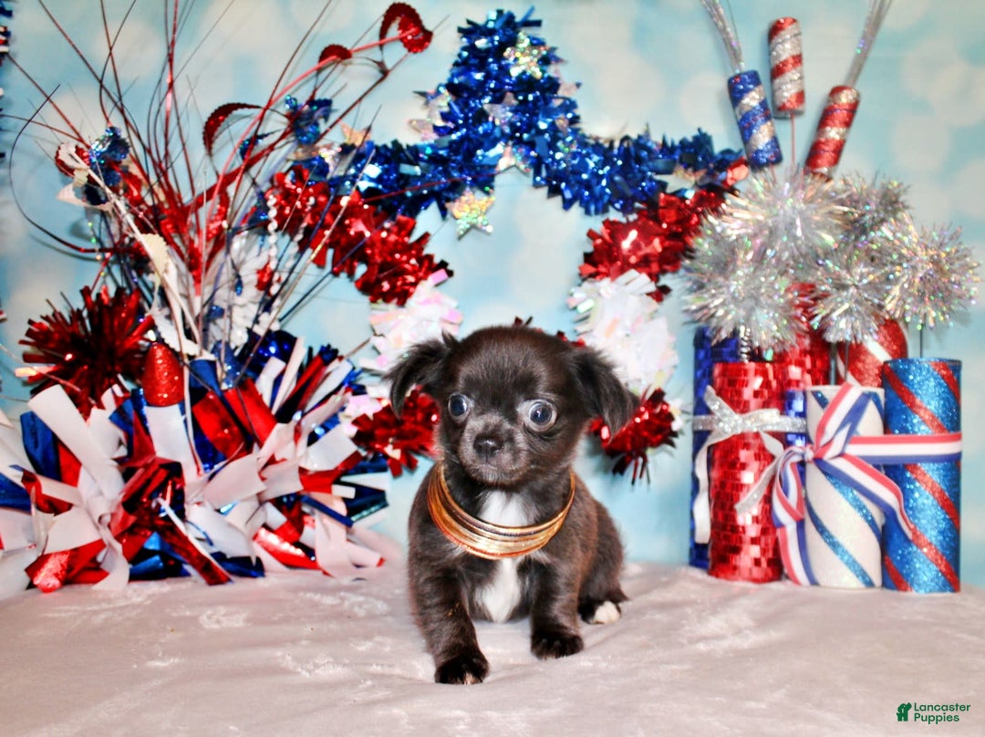 Chihuahua dogs for sale: Ohara - Image 2