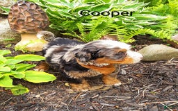 Mini Bernedoodle dogs for sale: Cooper - Image 3