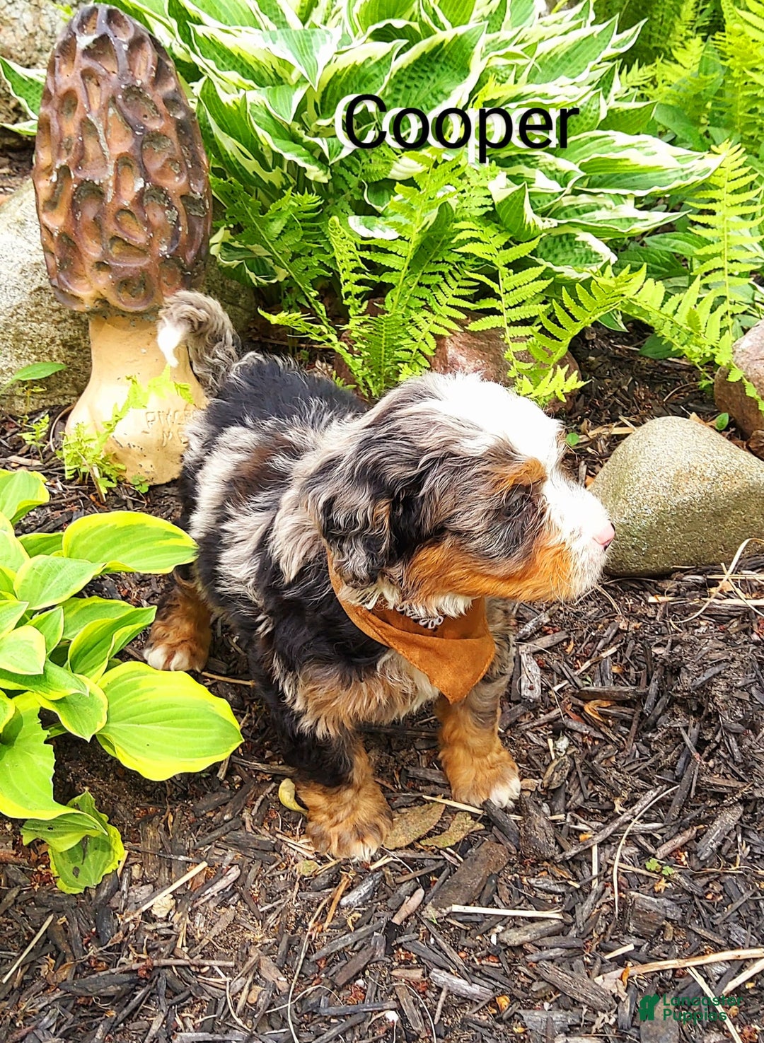 Mini Bernedoodle dogs for sale: Cooper - Image 3
