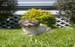 Teddy Bear dogs for sale: Bambi - Image 1