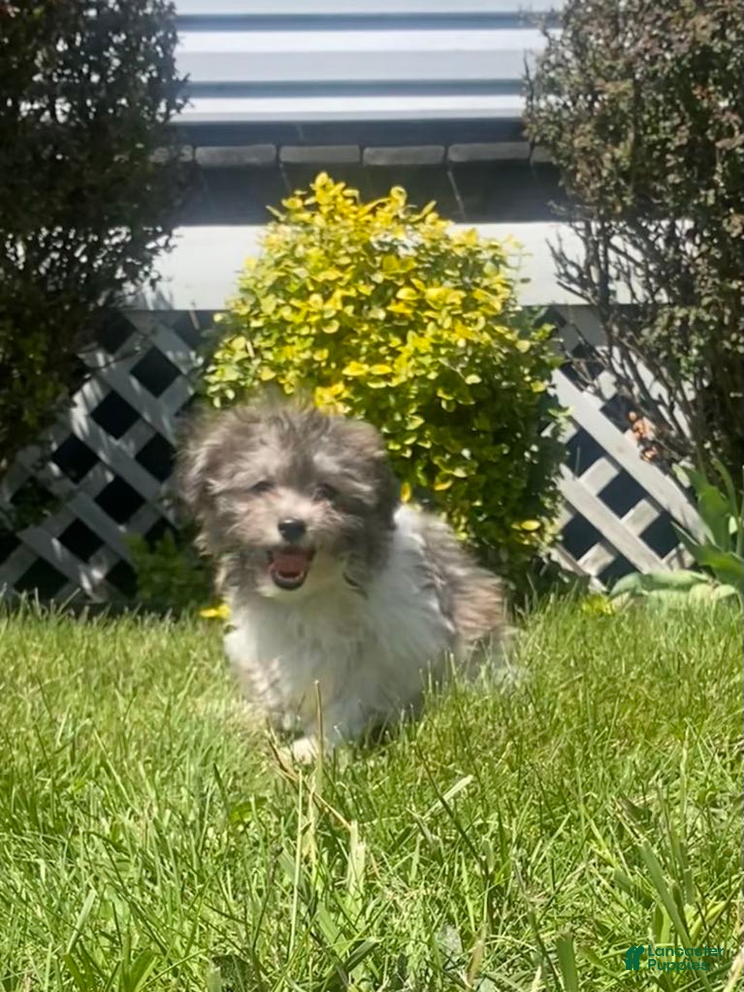 Teddy Bear dogs for sale: Bambi - Image 1