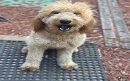 Goldendoodle dogs for sale: Red Collar - Image 4