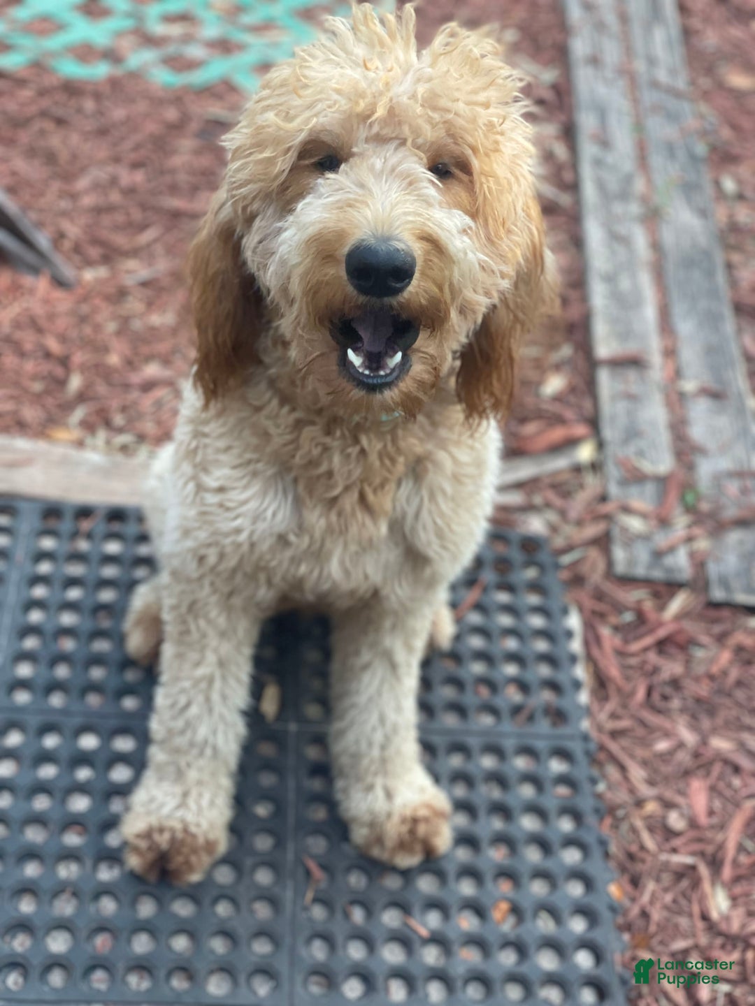 Goldendoodle dogs for sale: Red Collar - Image 4