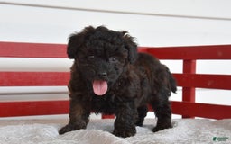 Yorkiepoo dogs for sale: Harold - Image 3