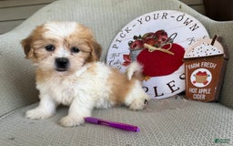 Teddy Bear dogs for sale: Felicity - Image 3
