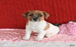 Jack Russell Terrier dogs for sale: Reggie - Image 1