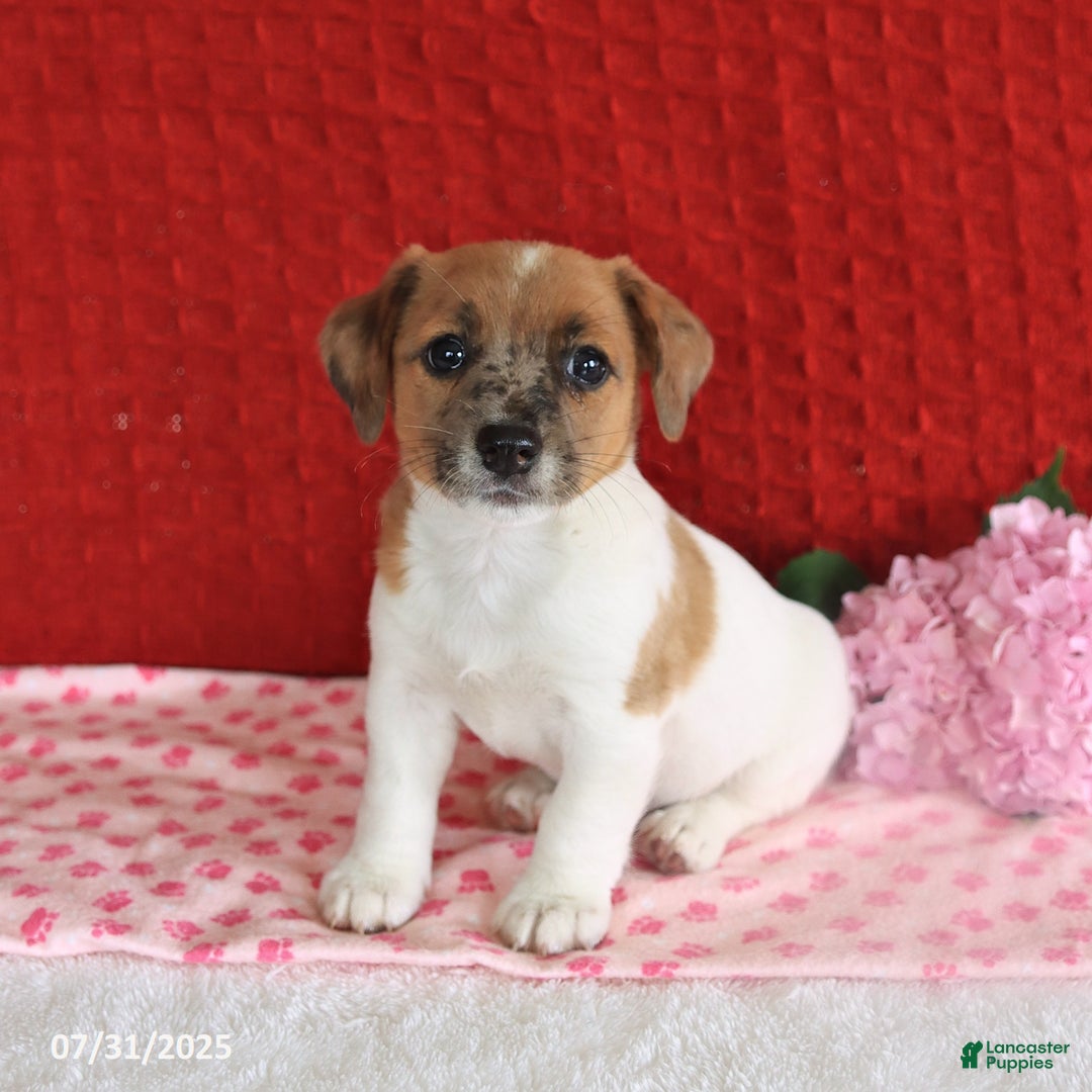 Jack Russell Terrier dogs for sale: Reggie - Image 1