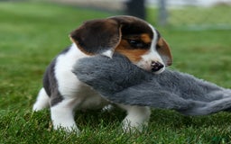 Beagle dogs for sale: Kit Kat - Image 17