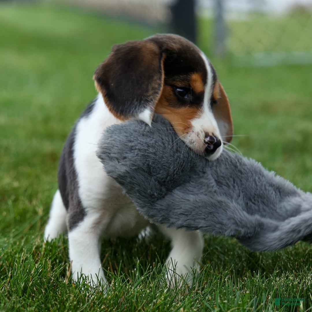 Beagle dogs for sale: Kit Kat - Image 17