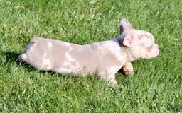 French Bulldog dogs for sale: Wesley - Image 2