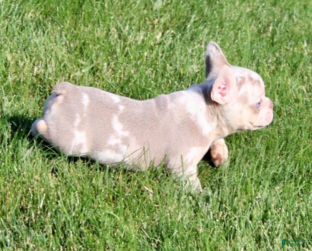 French Bulldog dogs for sale: Wesley - Image 2
