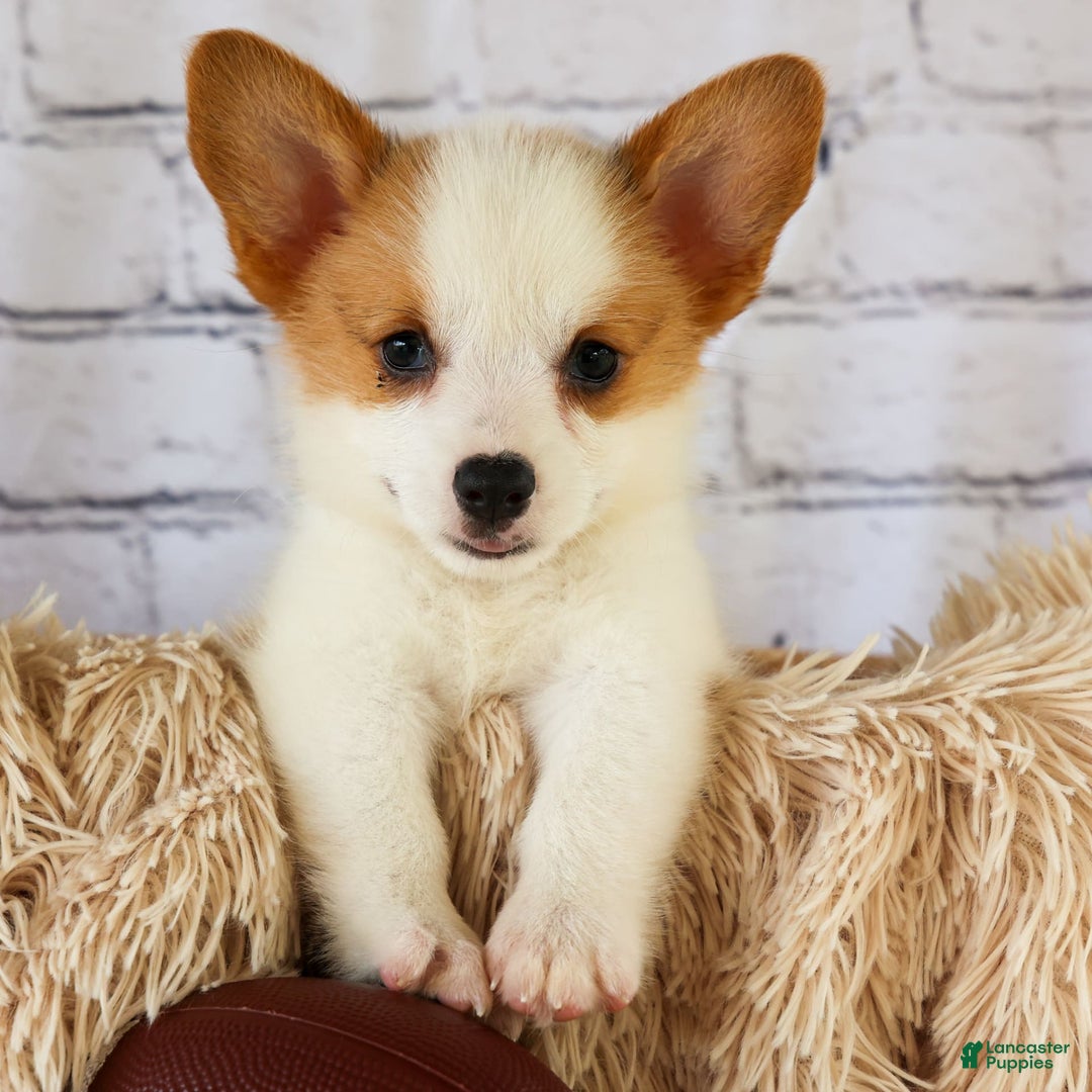 Welsh Corgi Pembroke dogs for sale: Welsh Corgi (Pembroke) 5 puppies - Image 5