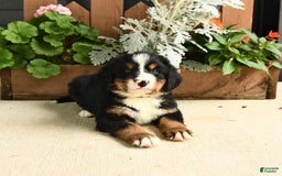 Bernese Mountain Dog dogs for sale: Milo - Image 2