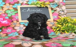 Miniature Poodle dogs for sale: Ophelia - Image 9