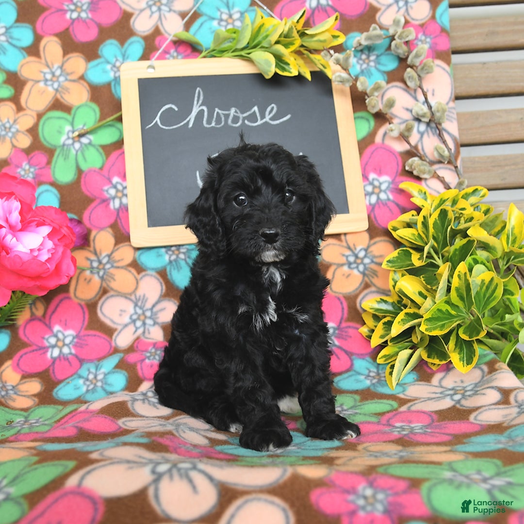 Miniature Poodle dogs for sale: Ophelia - Image 9
