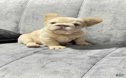 French Bulldog dogs for sale: Butterscotch - Image 1
