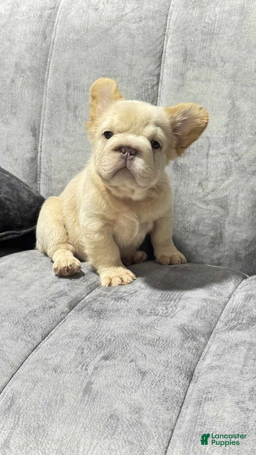 French Bulldog dogs for sale: Butterscotch - Image 1