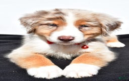 Australian Shepherd dogs for sale: Kobe - Image 7