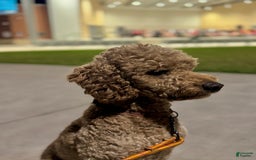 Miniature Poodle dogs for sale: Boy1 - Image 5