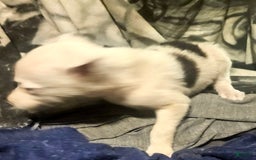 Border Collie dogs for sale: Dreami - Image 18