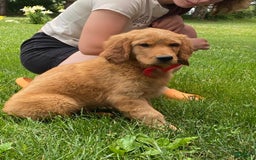 Golden Retriever dogs for sale: Gunther - Image 24