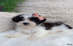 Teddy Bear dogs for sale: Lexi - Image 2