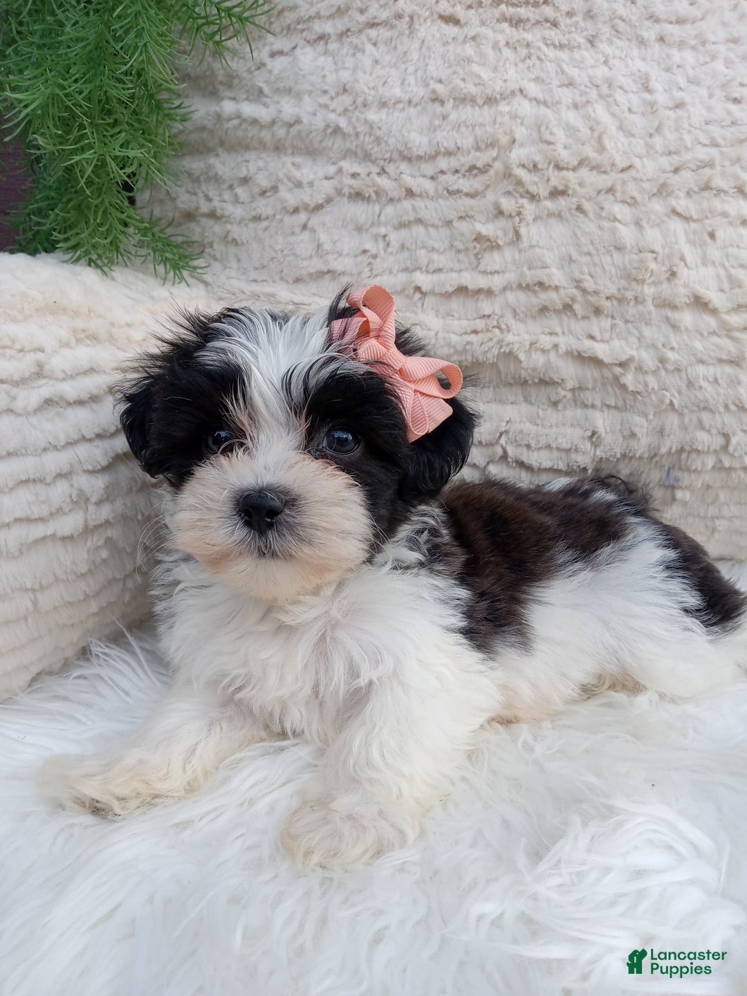 Teddy Bear dogs for sale: Lexi - Image 2