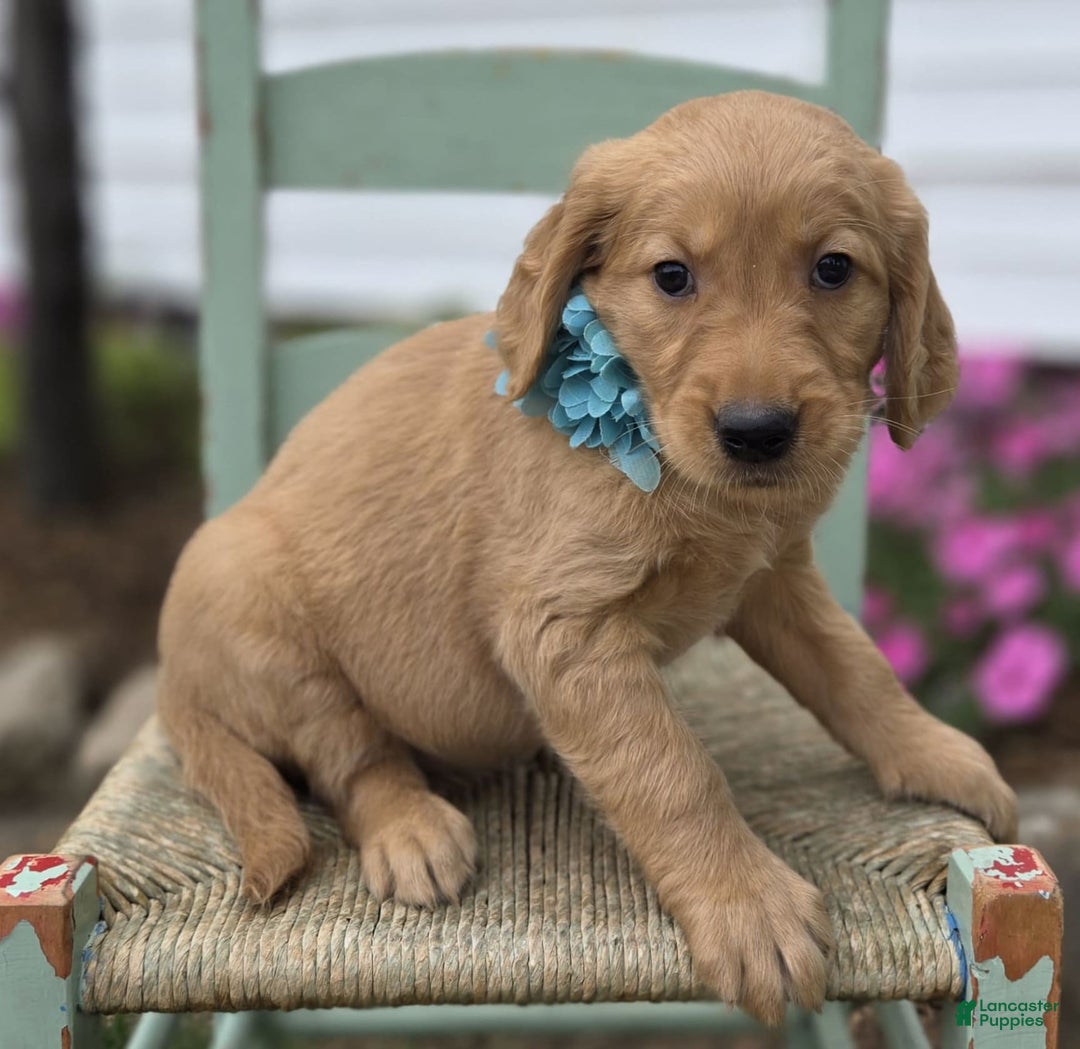 Golden Retriever dogs for sale: Sandy - Image 1