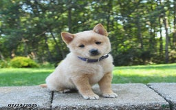 Schipperke dogs for sale: Quentin - Image 3