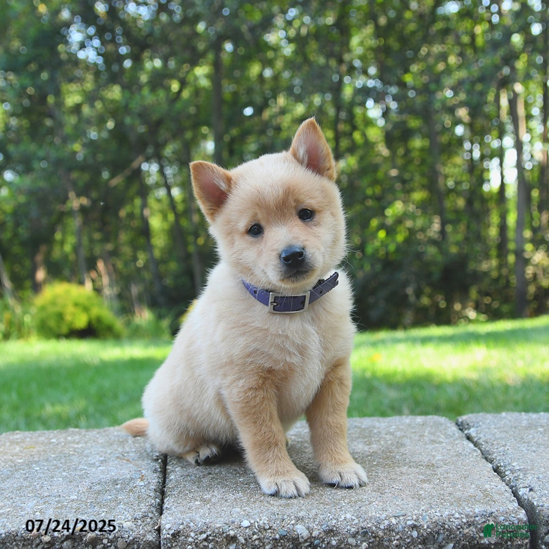 Schipperke dogs for sale: Quentin - Image 3
