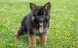 German Shepherd dogs for sale: Kenny - Image 3