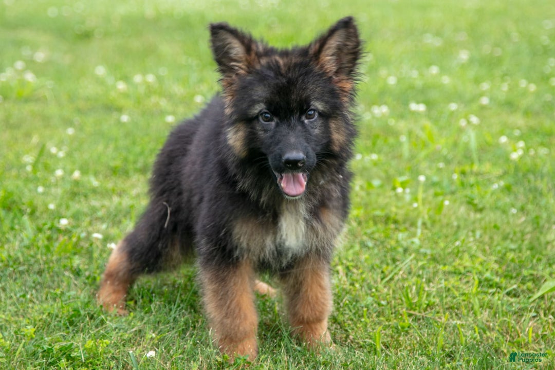 German Shepherd dogs for sale: Kenny - Image 3