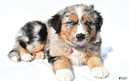 Miniature Australian Shepherd dogs for sale: Indie - Image 6
