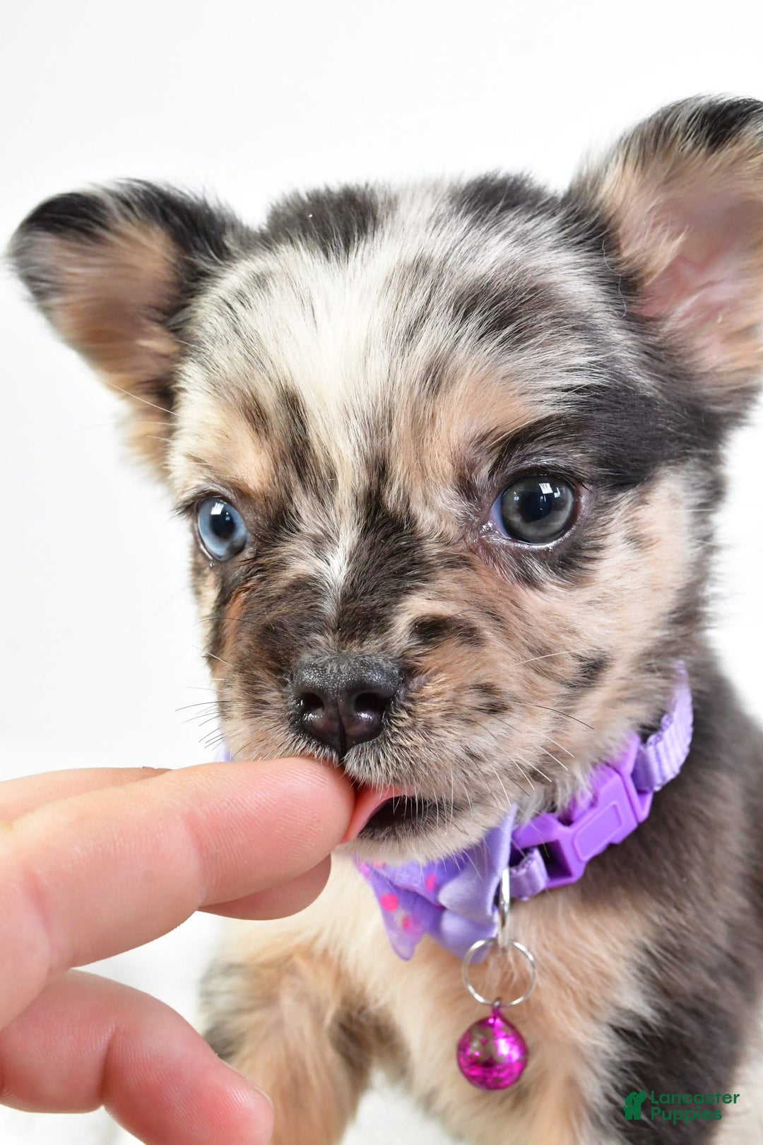 French Bulldog dogs for sale: Cookie - Image 8