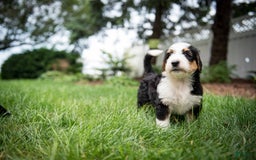Bernedoodle dogs for sale: Bessie - Image 7