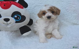 Toy Poodle dogs for sale: Taffey - Image 1