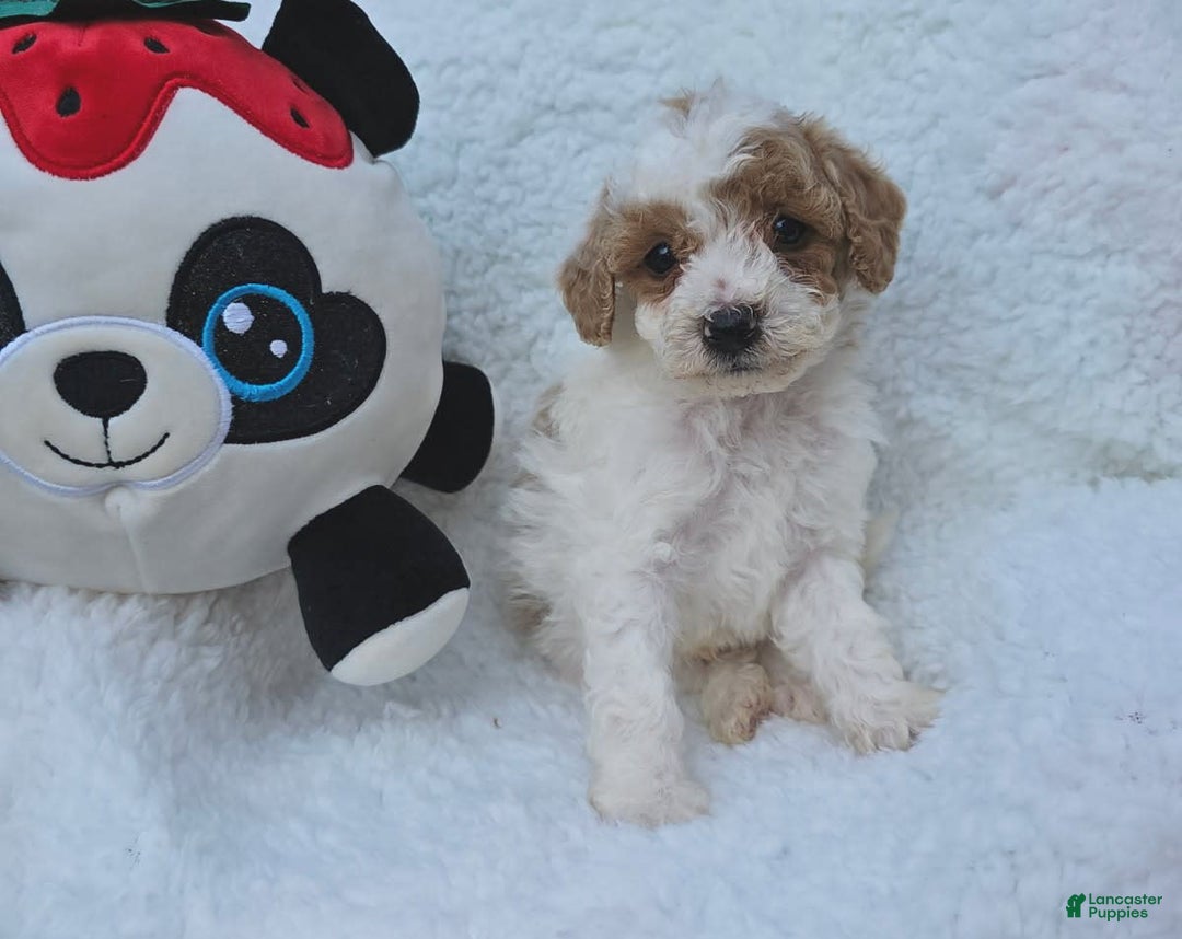 Toy Poodle dogs for sale: Taffey - Image 1