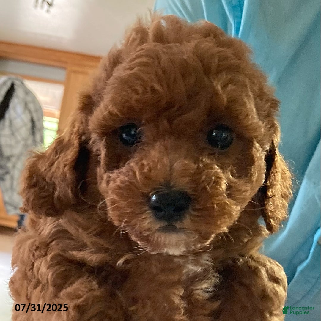 Toy Poodle dogs for sale: Ace - Extra Small - Image 2