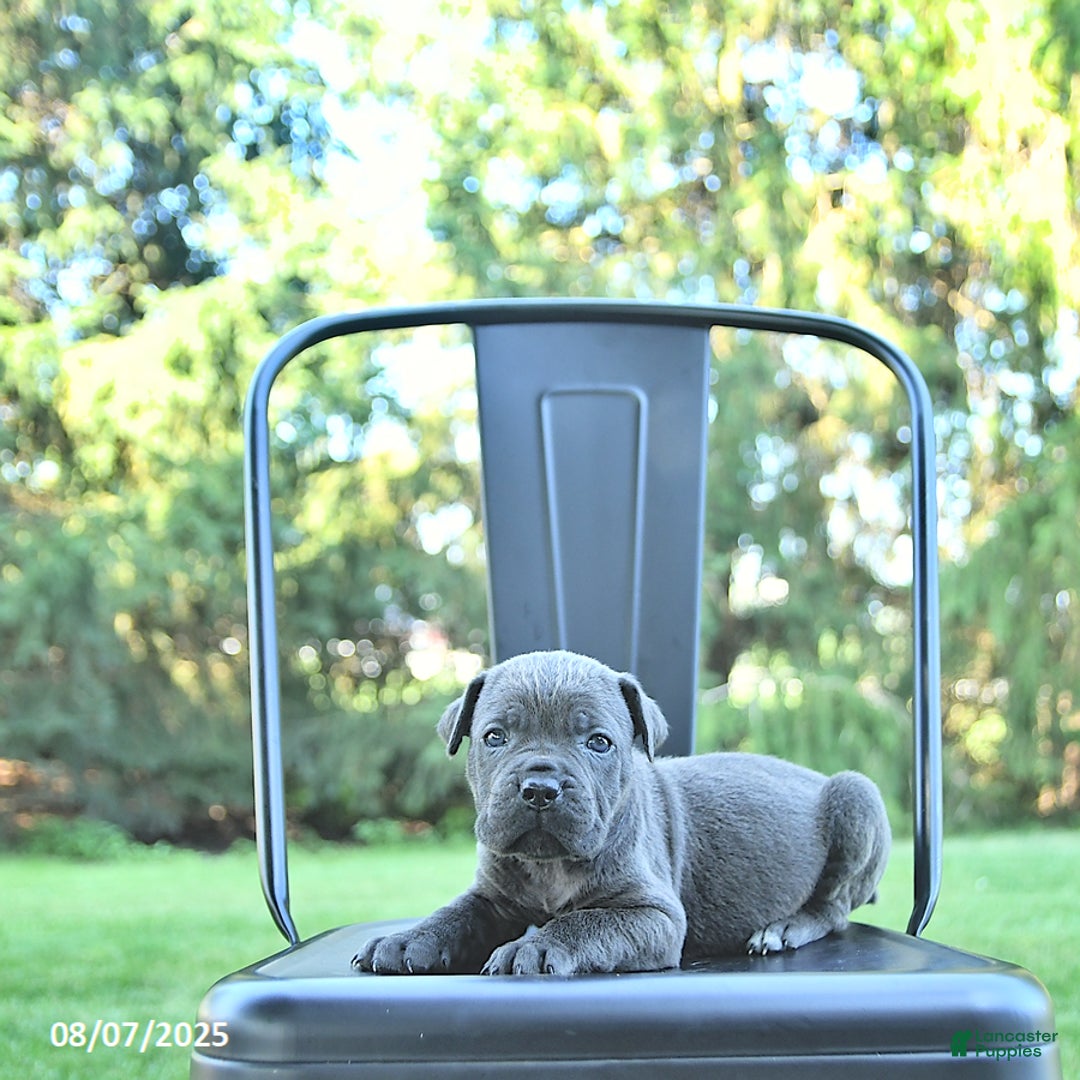 Cane Corso dogs for sale: Grizzly - Image 3