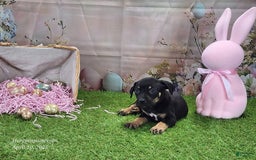 Catahoula Leopard Dog dogs for sale: Juliet 2025 F1 Catahoula Puppy - Image 10