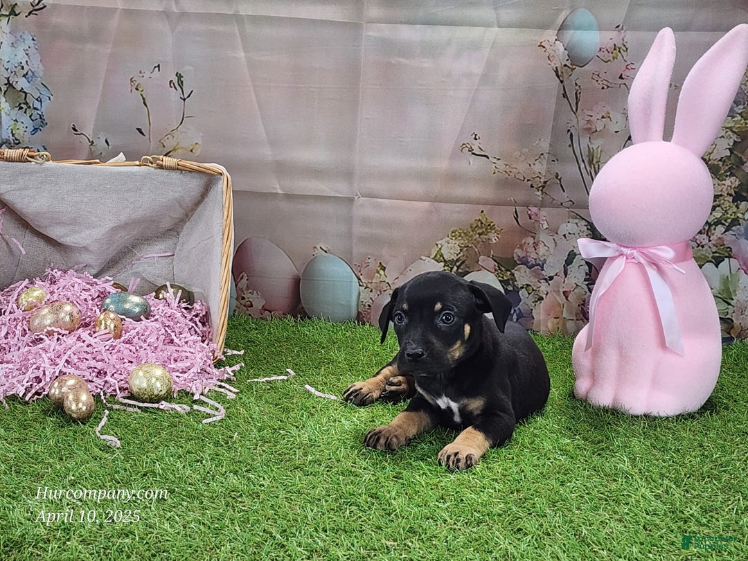 Catahoula Leopard Dog dogs for sale: Juliet 2025 F1 Catahoula Puppy - Image 10