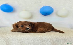 Cavapoo dogs for sale: Bruce - Image 3