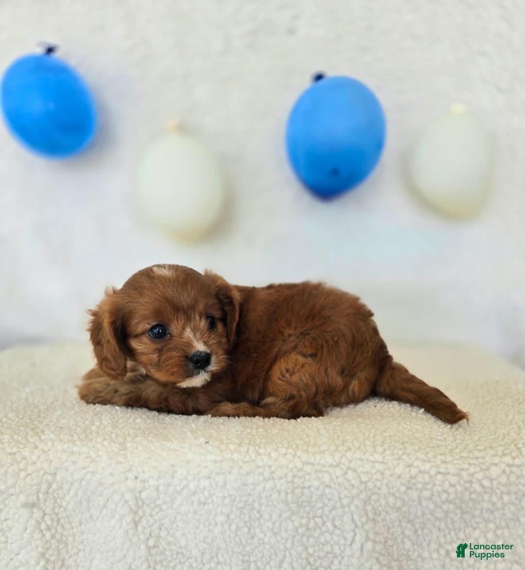 Cavapoo dogs for sale: Bruce - Image 3