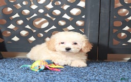 Toy Poodle dogs for sale: Teddy - Image 5
