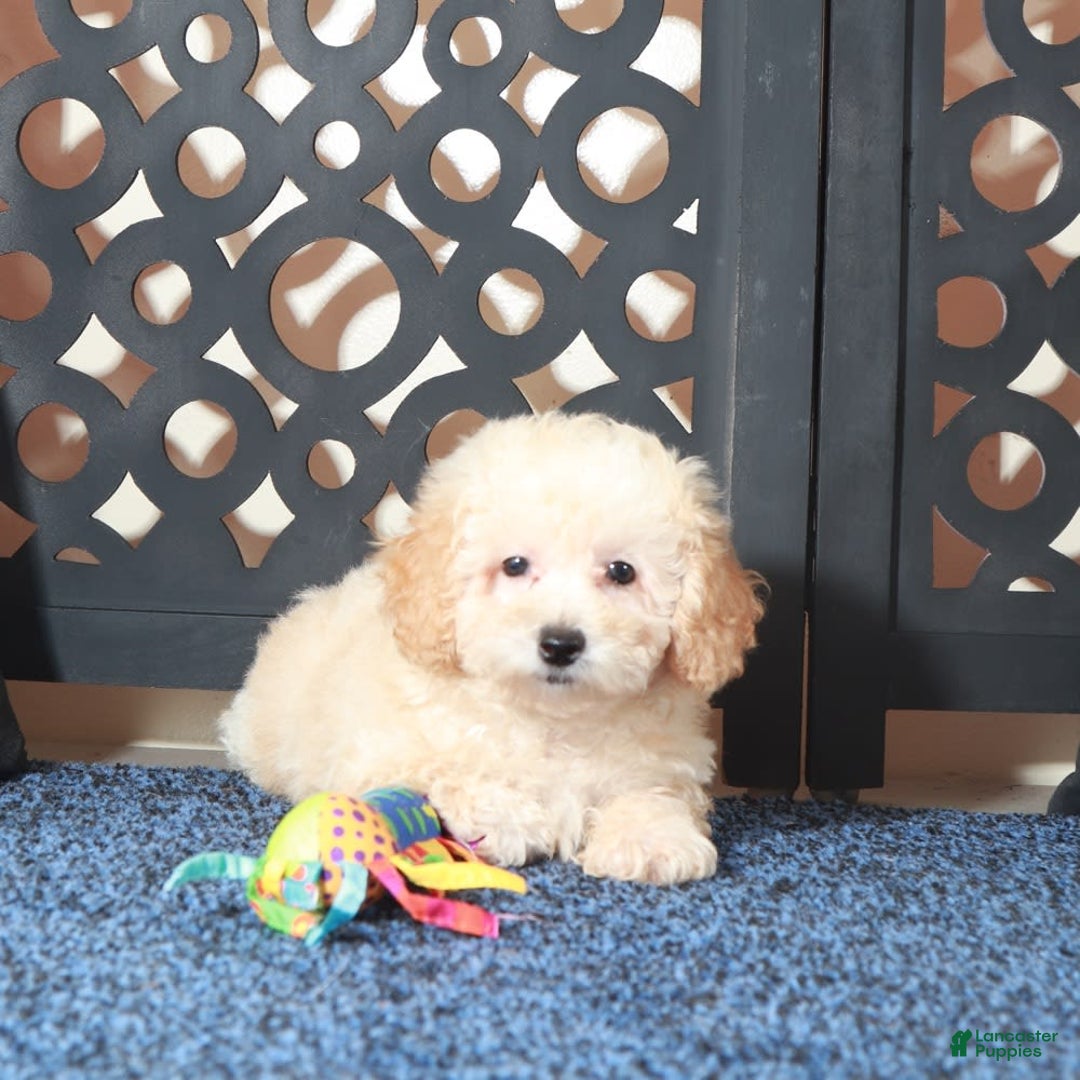 Toy Poodle dogs for sale: Teddy - Image 5